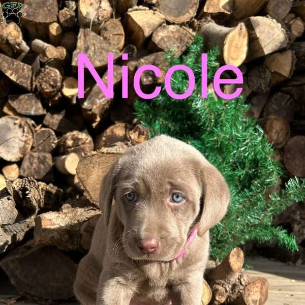 Nicole, Silver Labrador Retriever Puppy